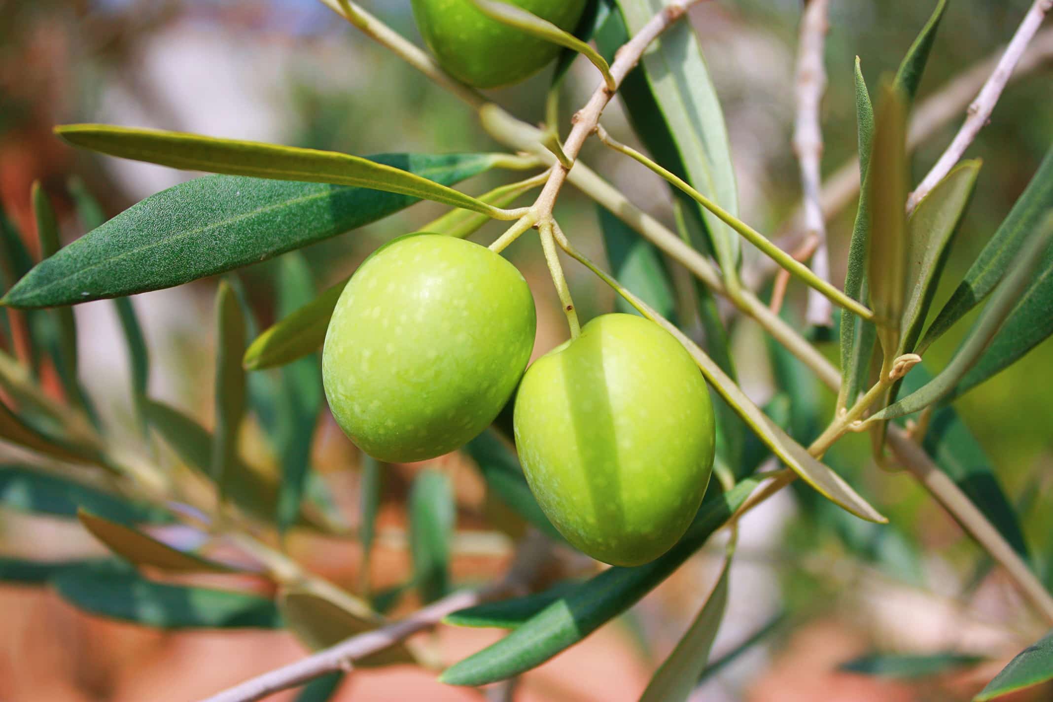 Olive figs hanging from a branch