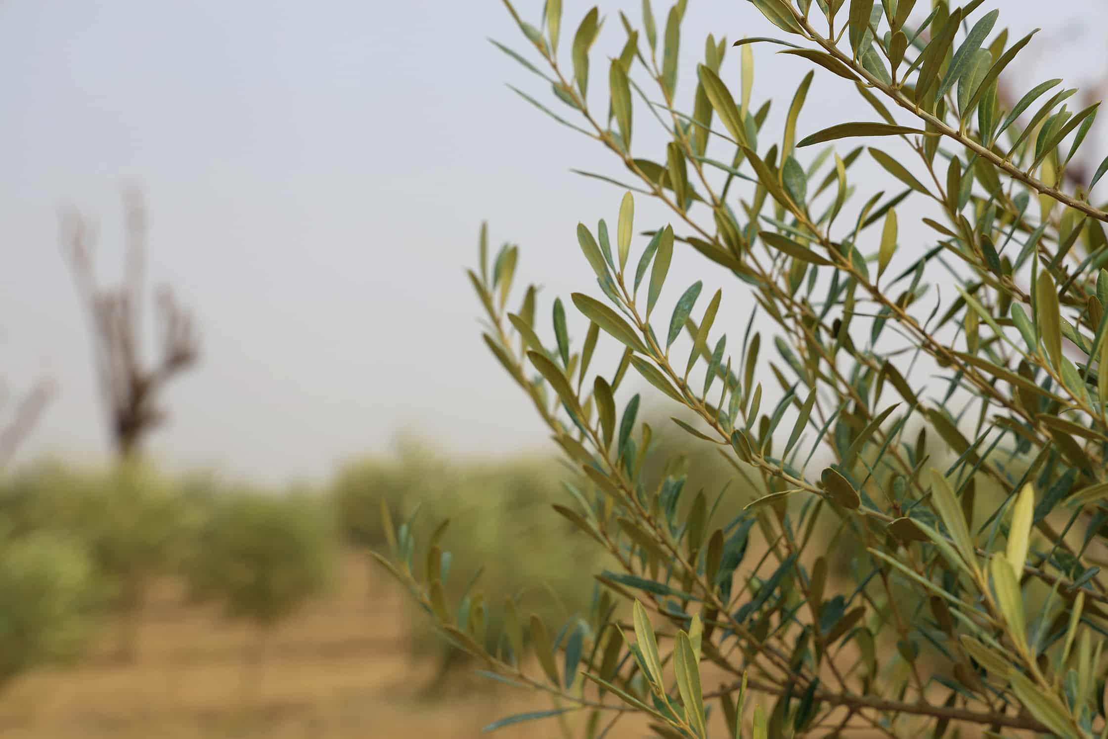 Oleaf Olive farm with focus on olive leaves